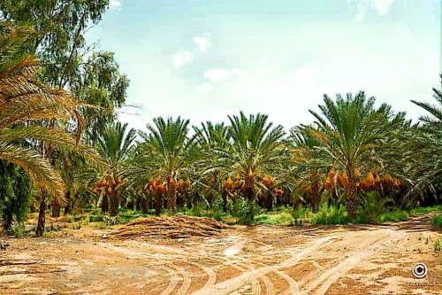 Vente Terrain Agricole Biskra Biskra