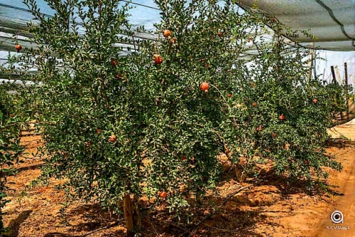 Vente Terrain Agricole Biskra Biskra