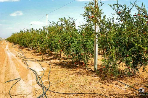 Vente Terrain Agricole Biskra Biskra