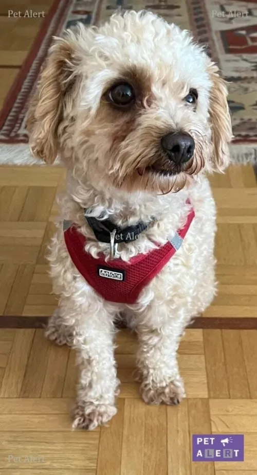Caniche 