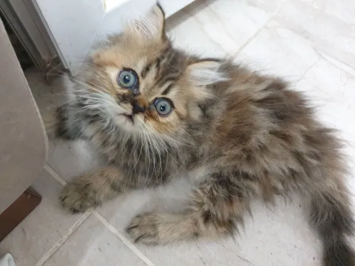 Vente de chat persan