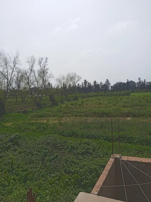 Vente Carcasse Blida Boufarik