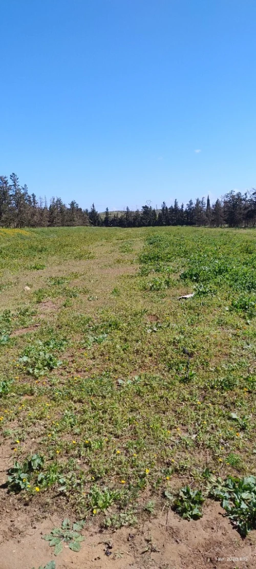 Vente Terrain Agricole Mostaganem Stidia