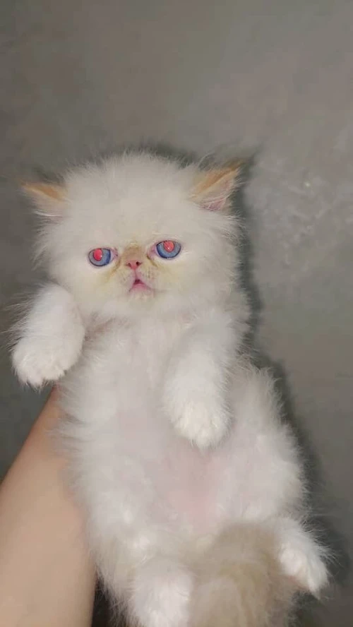 Mâle peke face