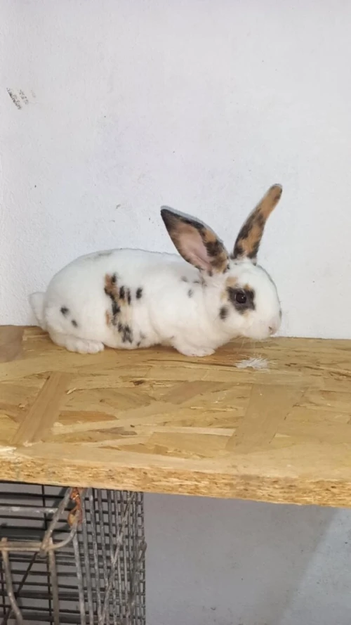 lapin