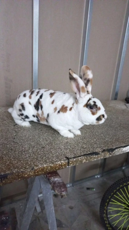 lapin