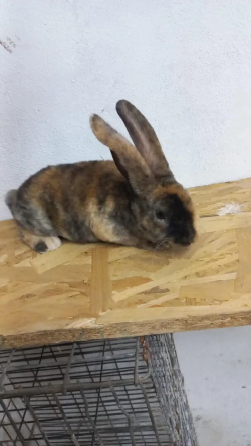lapin