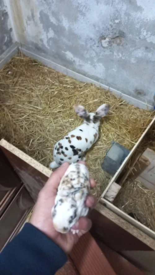 lapin