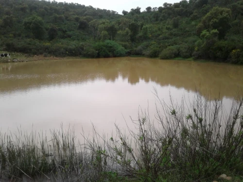 Location Terrain Agricole Skikda Azzaba