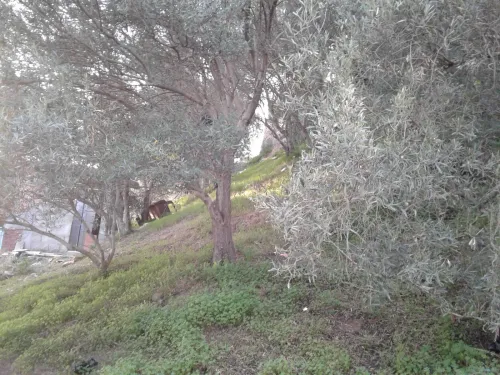 Vente Terrain Skikda Collo