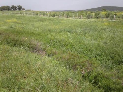 Location Terrain Agricole Skikda Azzaba