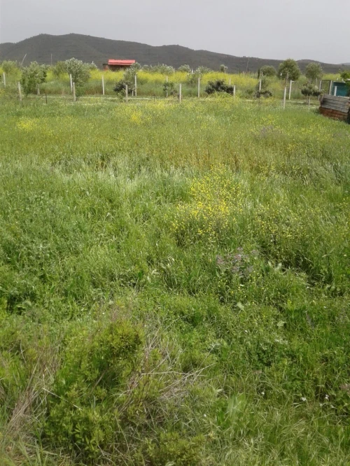 Location Terrain Agricole Skikda Azzaba
