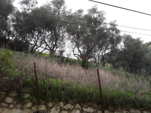 Vente Terrain Skikda Collo