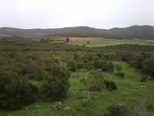 Location Terrain Agricole Skikda Azzaba