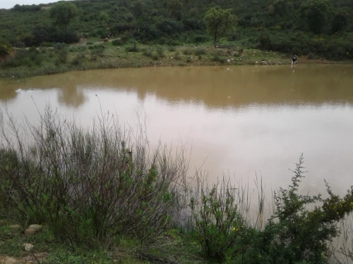Location Terrain Agricole Skikda Azzaba