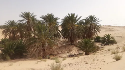 Vente Terrain Agricole Touggourt Benaceur