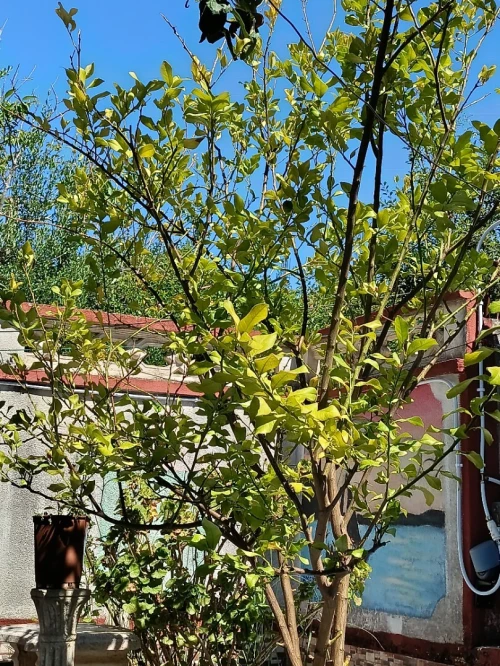 Vente Villa Jijel Jijel