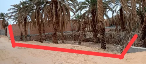 Vente Terrain Ouargla Ouargla