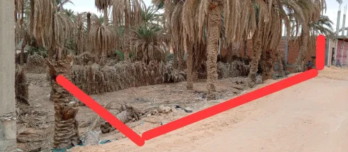 Vente Terrain Ouargla Ouargla