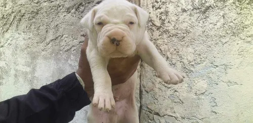 Chiot dog argontino
