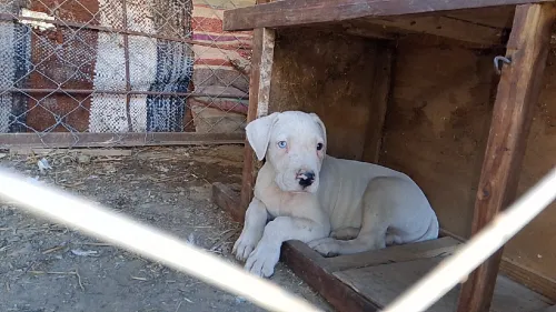 Chiot dog argontino 
