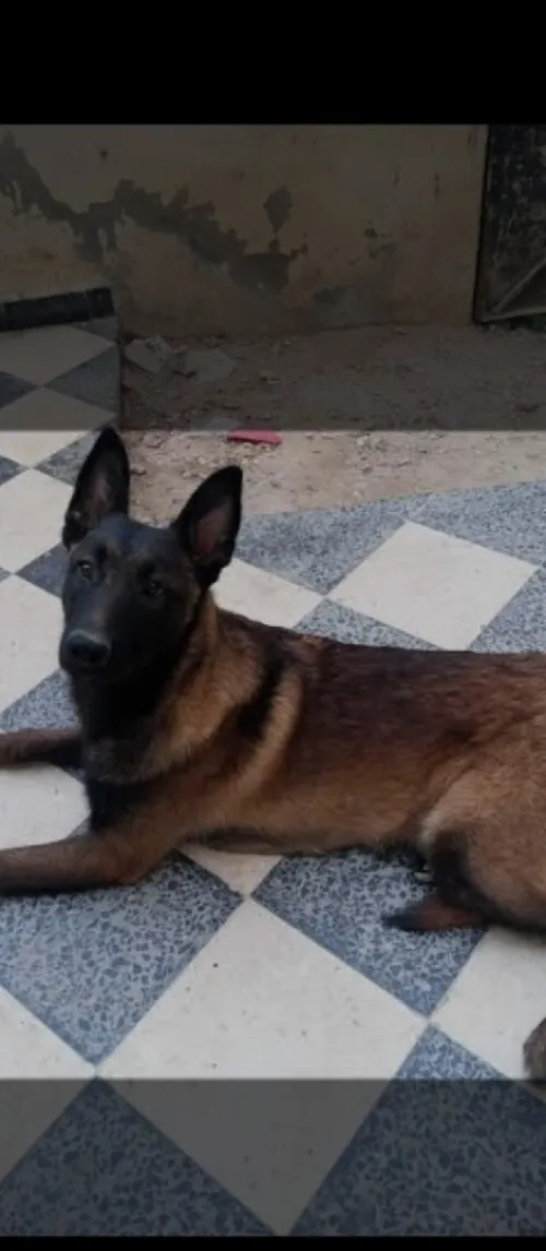 Chien malinoias