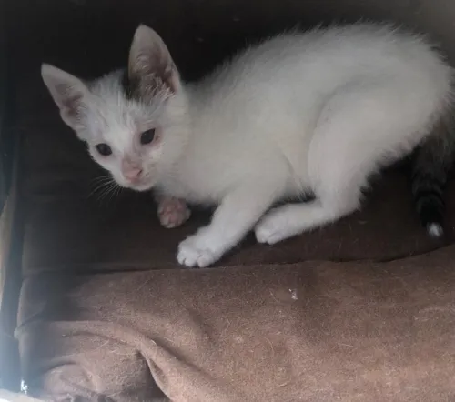 Cherche adoption