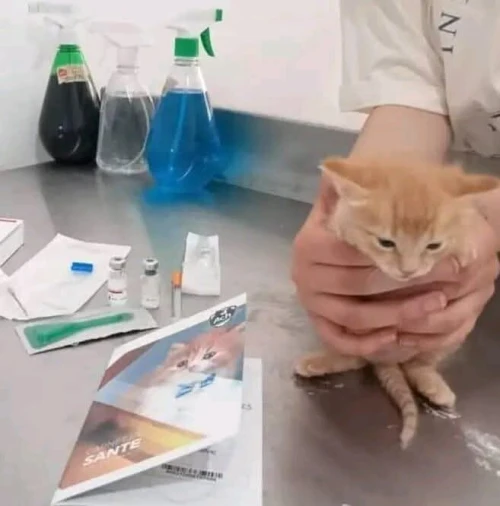 Docteur vétérinaire a la wilaya de Tipaza
