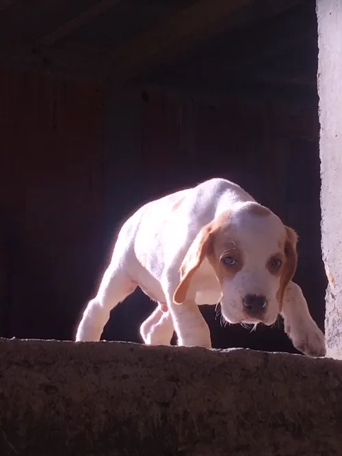 Chine de chasse pointer