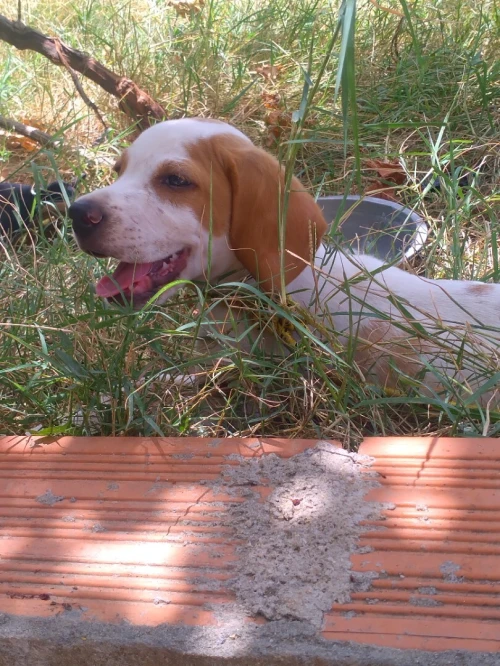 Chine de chasse pointer