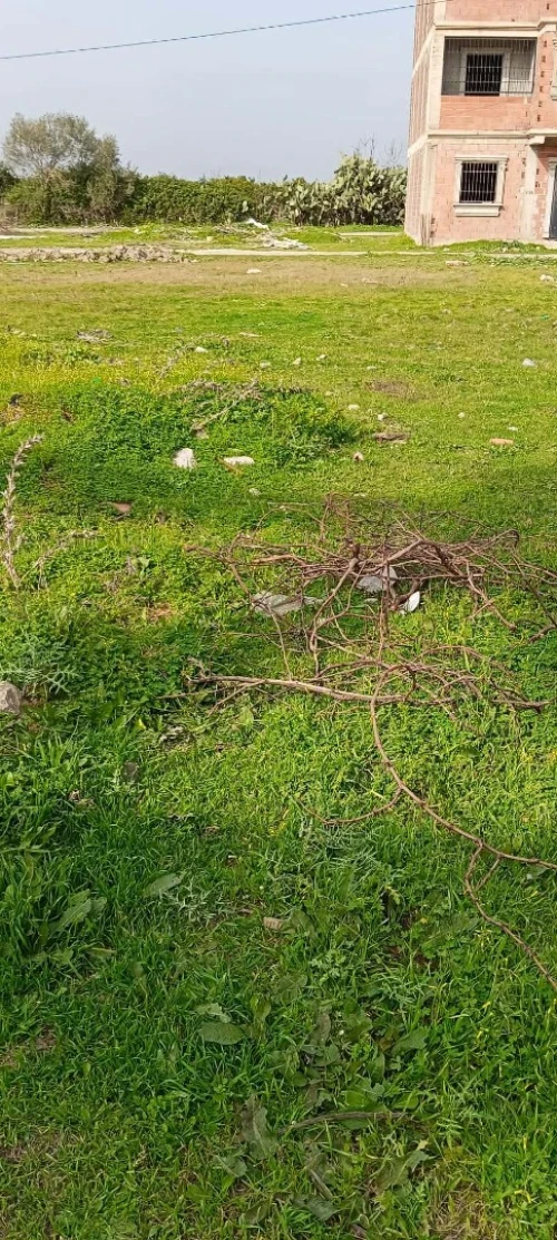 Vente Terrain Alger Sidi moussa