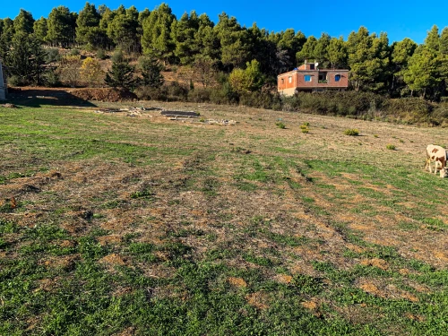 Vente Terrain Mila Terrai bainem