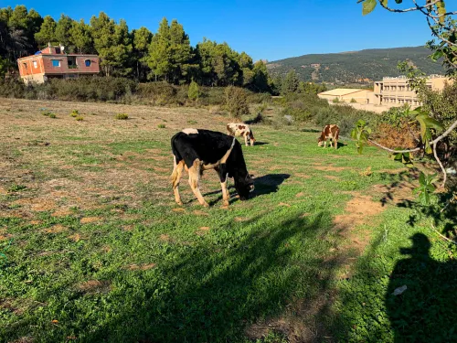 Vente Terrain Mila Terrai bainem