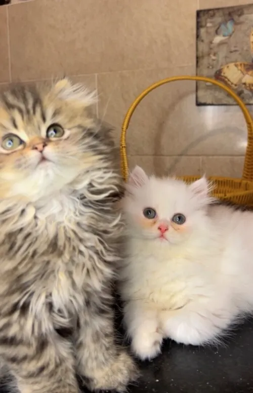 Chats Persans pures races