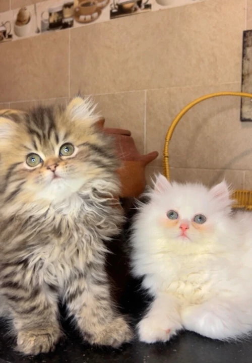 Chats Persans pures races