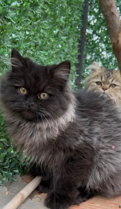 Chat persan 