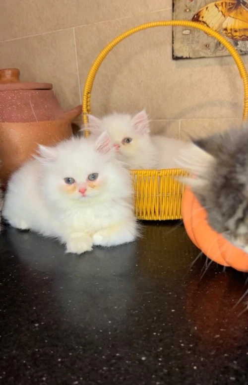 Chats Persans pures races