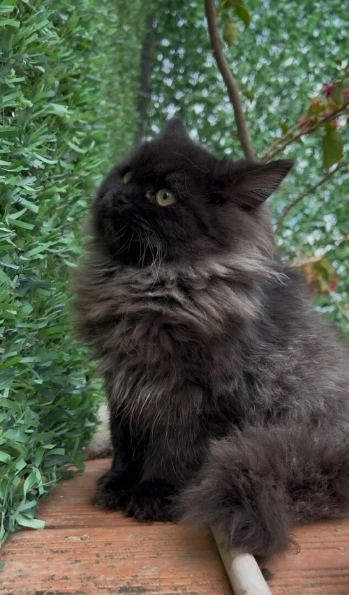 Chat persan 