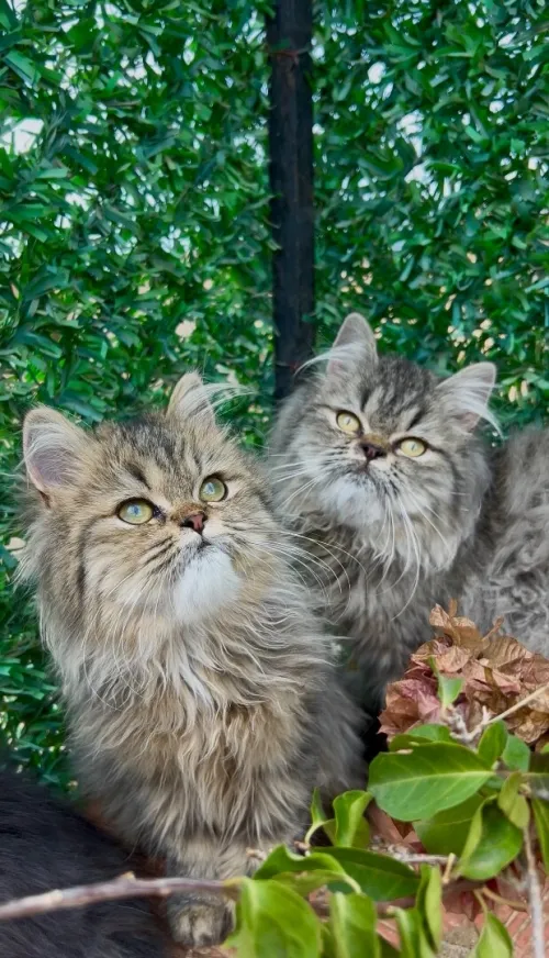 Chat persan 