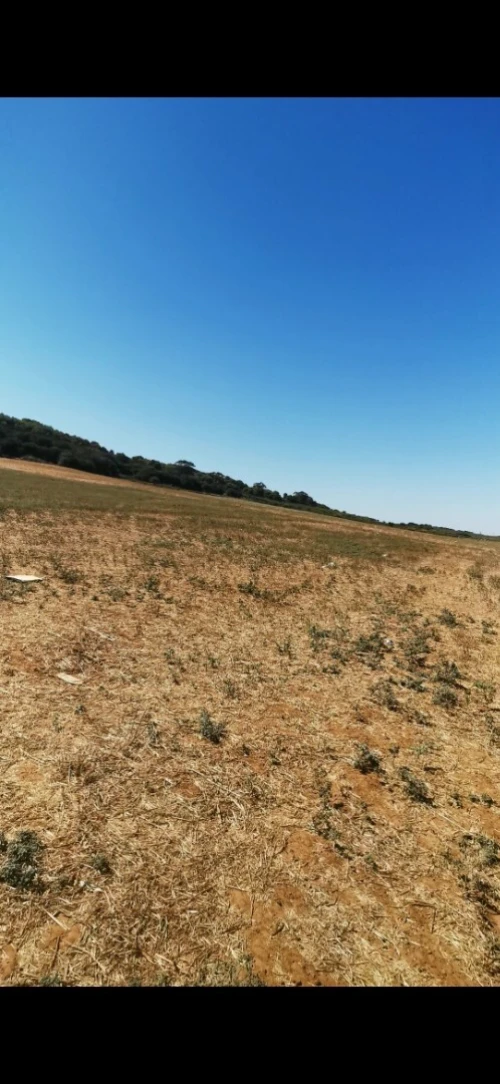 Vente Terrain Agricole Tipaza Ain tagourait