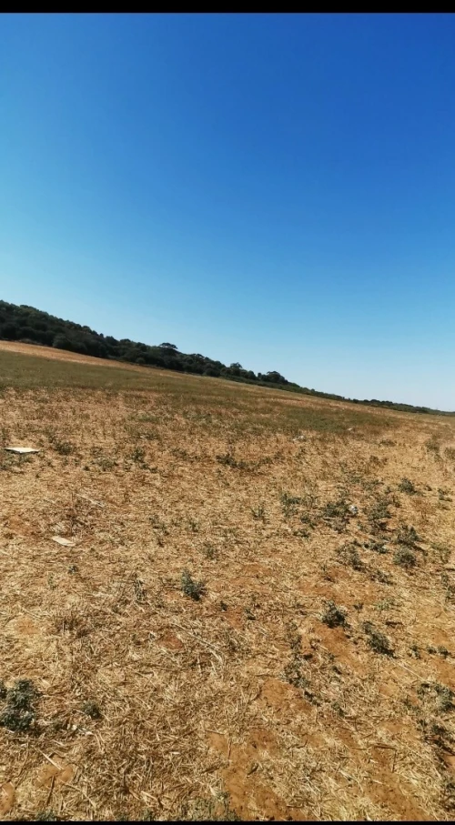 Vente Terrain Agricole Tipaza Ain tagourait