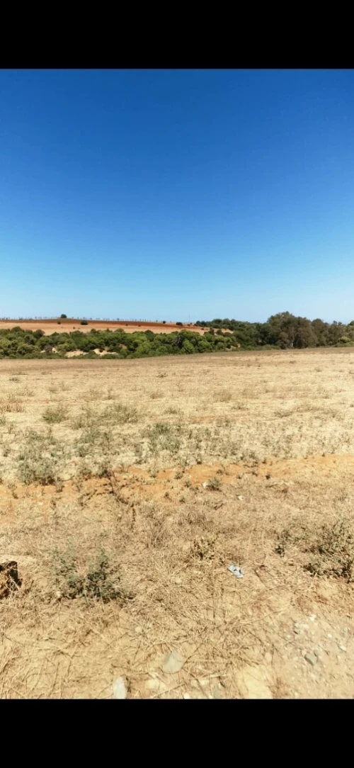 Vente Terrain Agricole Tipaza Ain tagourait