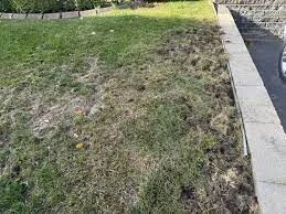 défrichage, nettoyage de jardin - rapide propre efficace 