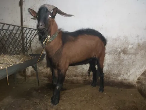 Bouc Alpine 