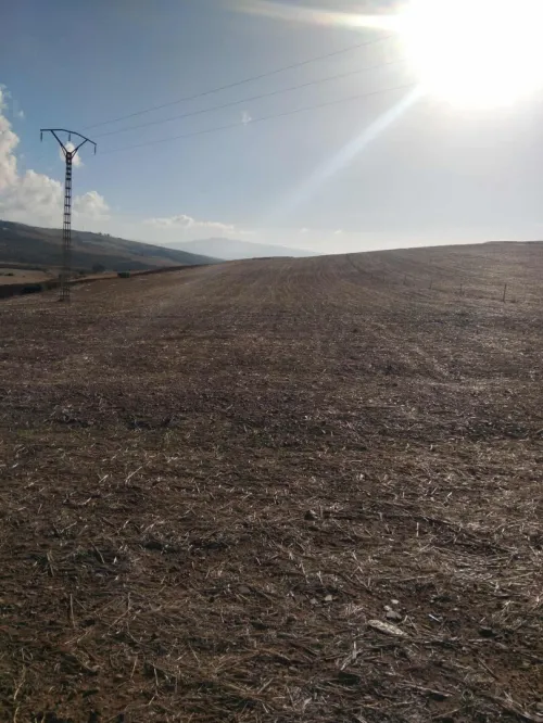 Vente Terrain Aïn Defla Djendel