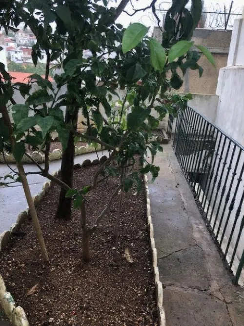 Vente Villa Alger El biar