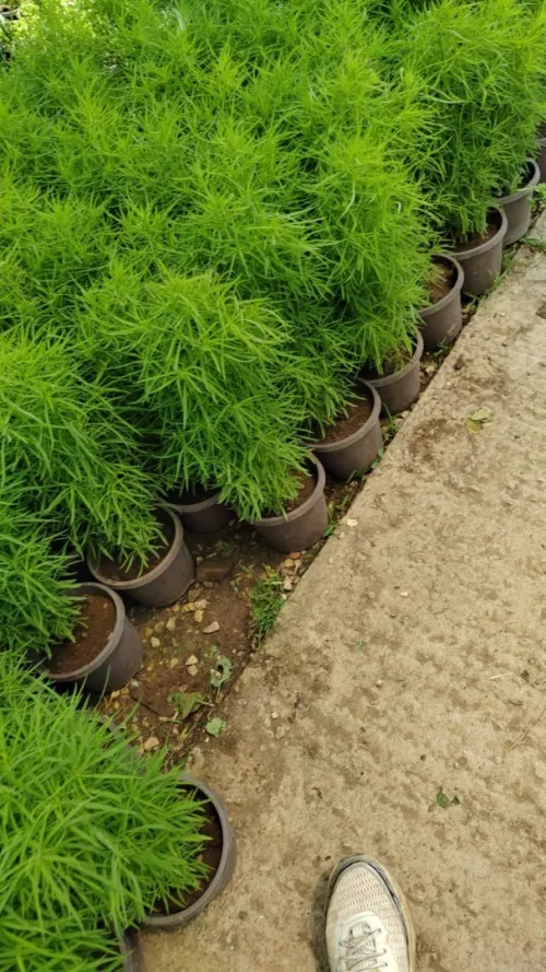 تهيئة للمساحات الخضراء Casun naturel