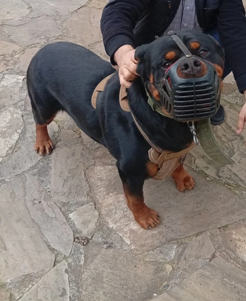 Mal rottweiler pour accouplement
