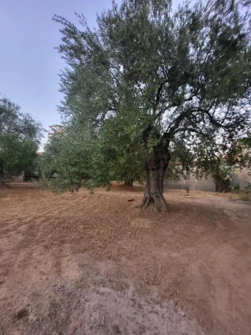 Vente Villa Bouira Chorfa