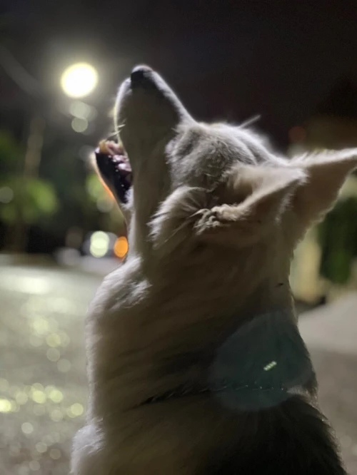 Husky